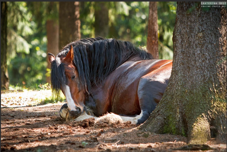 Ekaterina Druz - Equine Photography - CURLING UP - Big draft horse cosily resting under the pine tree